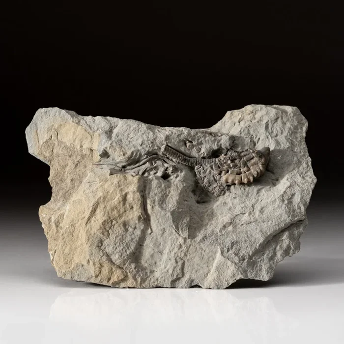 Crinoid on Matrix from from Indiana (1.2 lbs)