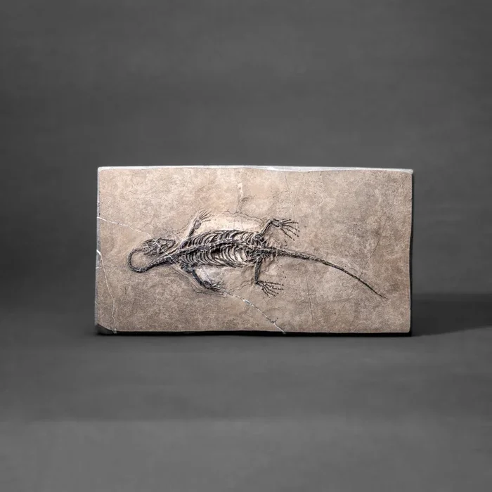 Genuine Fossilized Keichousaurus in Matrix (801.2 grams)