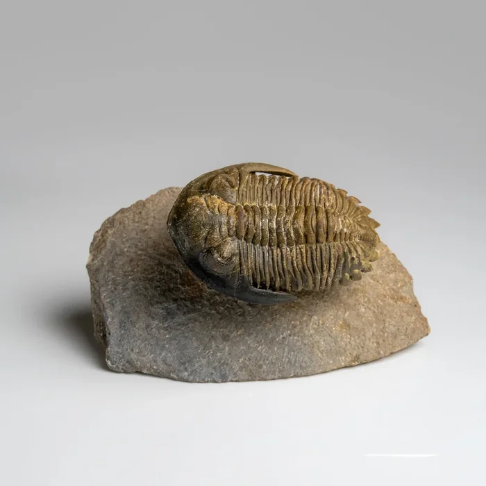 Genuine Hollardops Trilobite Fossil from Ofaten, Morocco (261.3 grams)