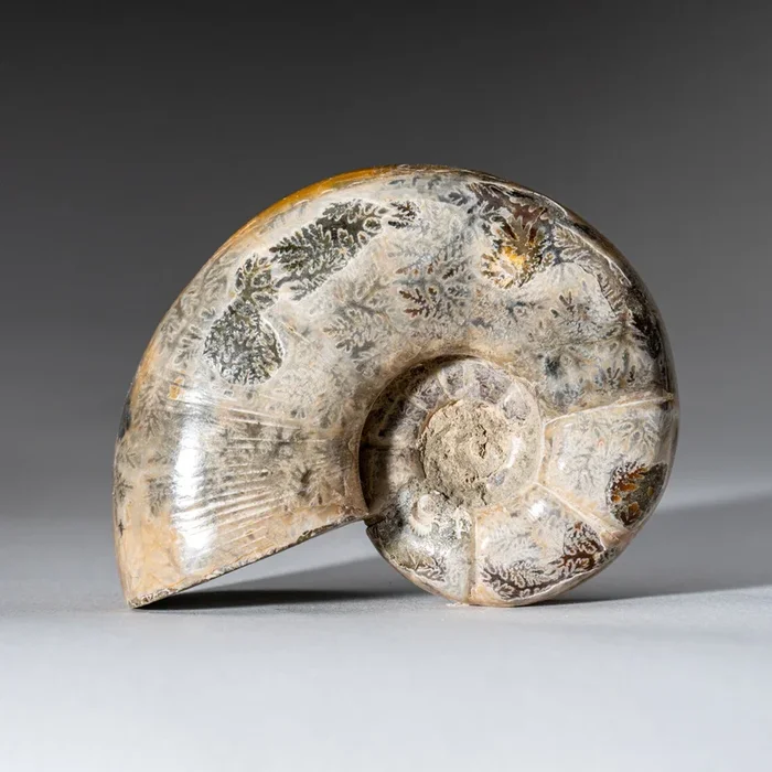 Genuine Natural Calcified Ammonite Fossil (246 grams)