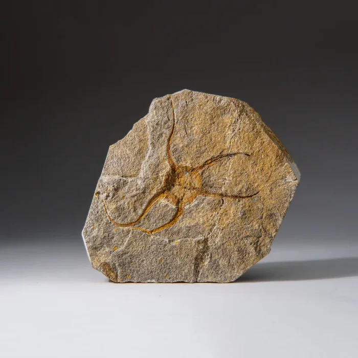 Genuine Ophiuroidea Brittle Star Fossil (440.8 grams)