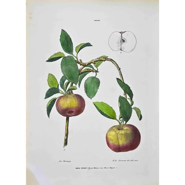 Vincenzo Tenore, The Pomacae, Lithograph, 1870s