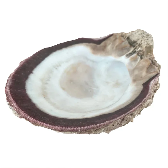Vintage Fossilized Spondylus Purple Oyster Shell Large 5” X 5.5” Natural Seashell
